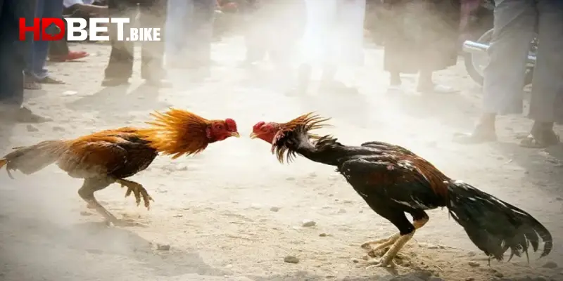 Đá gà cựa sắt là gì?